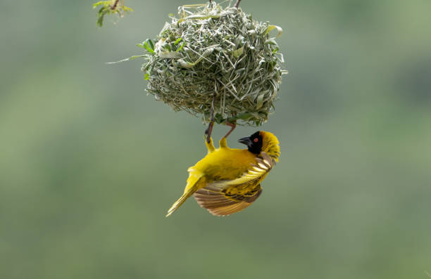 istock Masked weaver hanging from nest 1482913472