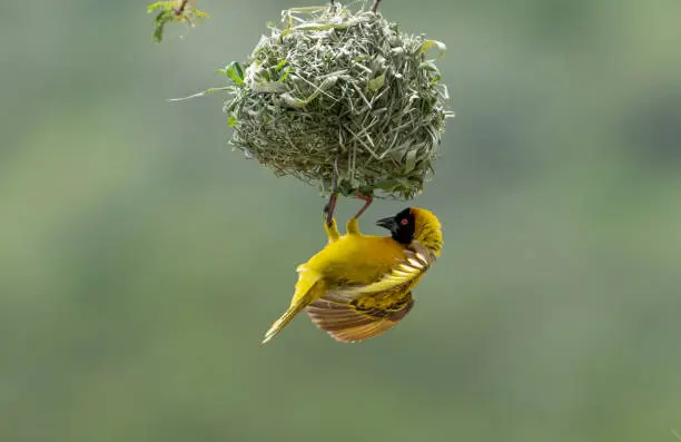 Masked weaver working on his nest while hanging upside down.