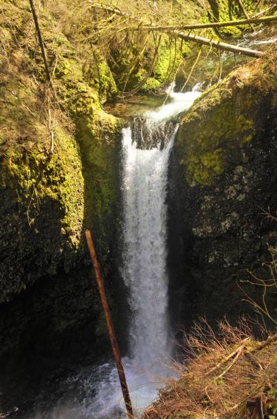 istock Close up of  waterfall in temperate rainforest 1482914820