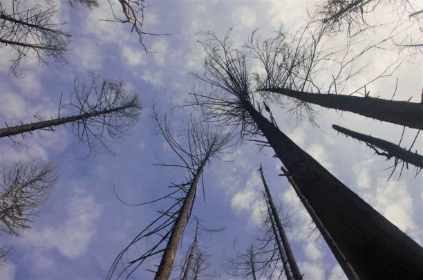 ver el tronco de un árbol dañado por el fuego al cielo nublado - tree branch burnt silhouette fotografías e imágenes de stock