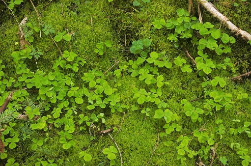 Overhead view of redwood sorrel (Oxalis oregana) growing on moss bed. Taken on the Multnomah-Wahkeena Falls Hike, a popular hiking loop that passes several waterfalls and is located on the Columbia River Gorge to the east of Portland, Oregon.