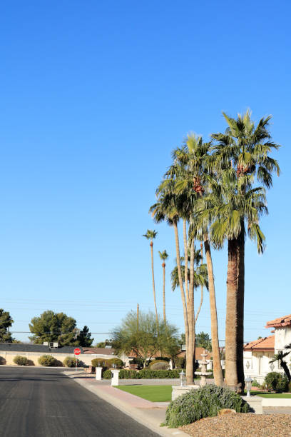istock King Palm Trees in Arizona 1482924834