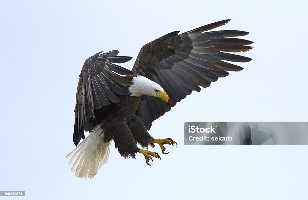 Weißkopfseeadler Eagle - Lizenzfrei Adler Stock-Foto