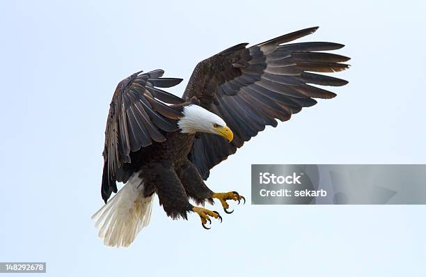 Weißkopfseeadler Eagle Stockfoto und mehr Bilder von Adler - Adler, Greifkralle, Fliegen