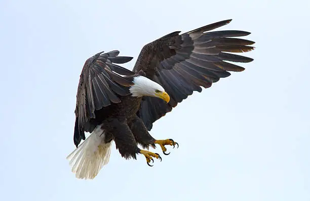 Photo of Soon Eagle