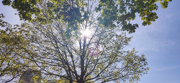 The sun showing through the tree in Toronto