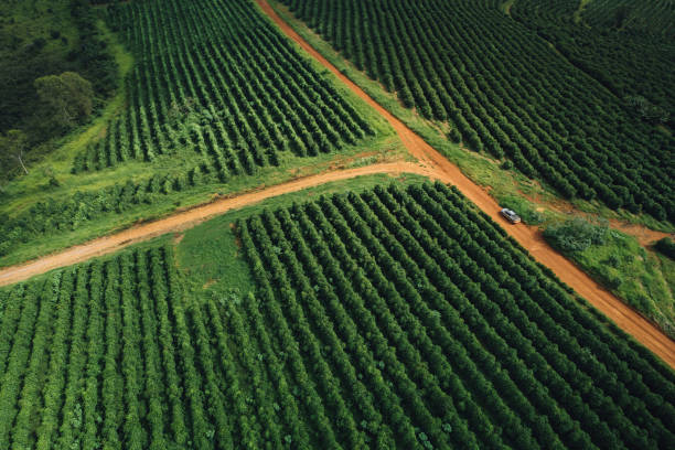 istock Rural road between coffee plantations 1482931088