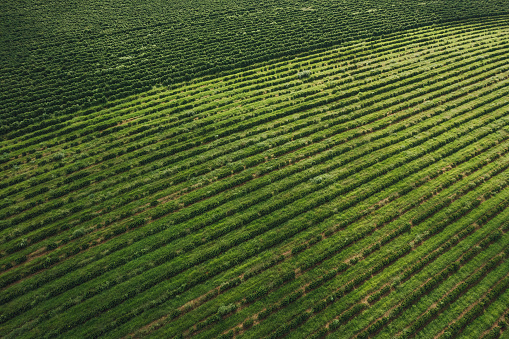 Aerial view of coffee plantation in Serra da Canastra, Minas Gerais, Brazil