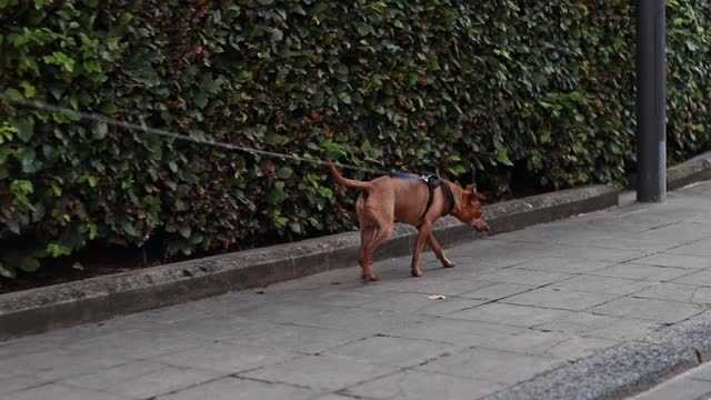 Miniature Pinscher walks along the path on a leash.