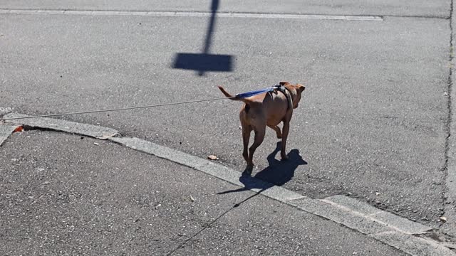 Dog miniature pinscher on a leash crosses the road.