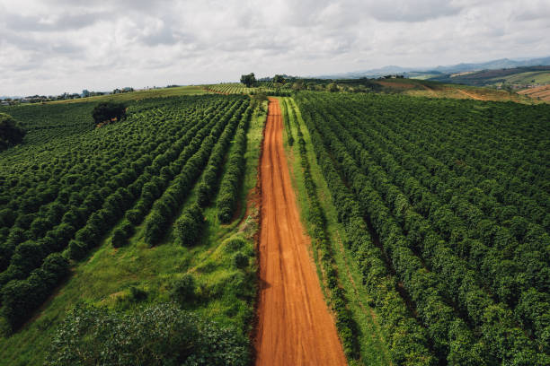 istock Rural road between coffee plantations 1482931149