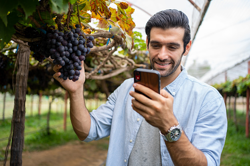 Middle East man with fresh grapes and answering using phone calls while walking in the vineyard during harvest grapes and wine on vineyard.