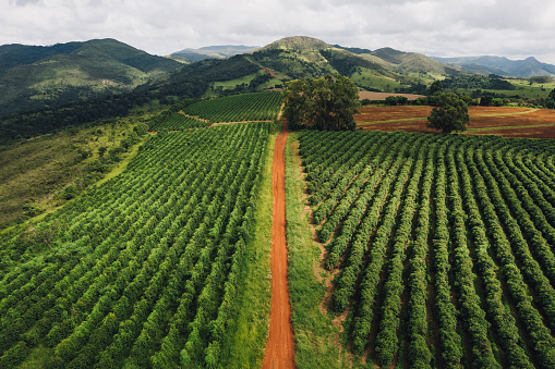 Rural road between coffee plantations. Minas Gerais, Brazil.