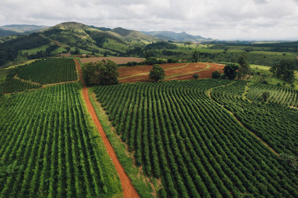 paisaje de plantaciones de café - coffee plant fotografías e imágenes de stock