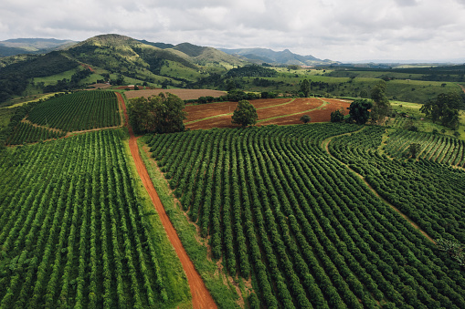 Coffee plantation landscape in Minas Gerais, Brazil