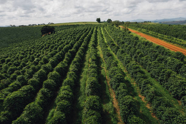 istock Coffee plantation landscape 1482931188