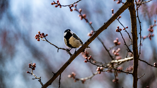 Great tit and apricot blossom branch in spring