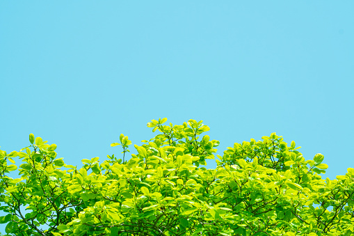 the blue sky and the green tree
