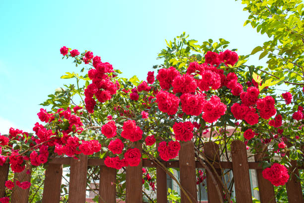 Red roses over the fence