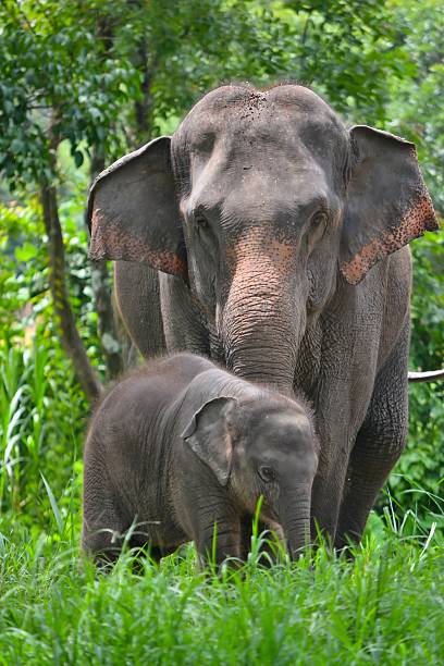 istock asia elephant mother and baby in forest 148293793