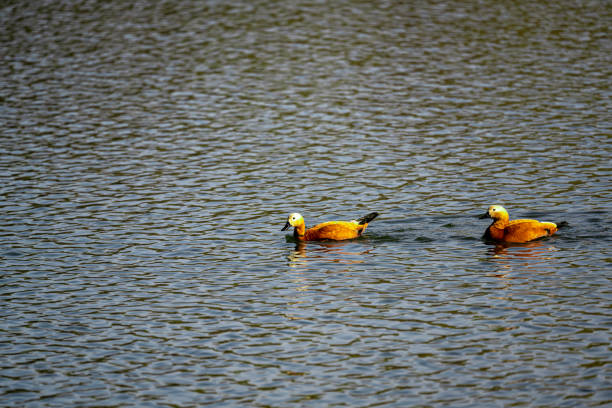 Ruddy duck swimming in water