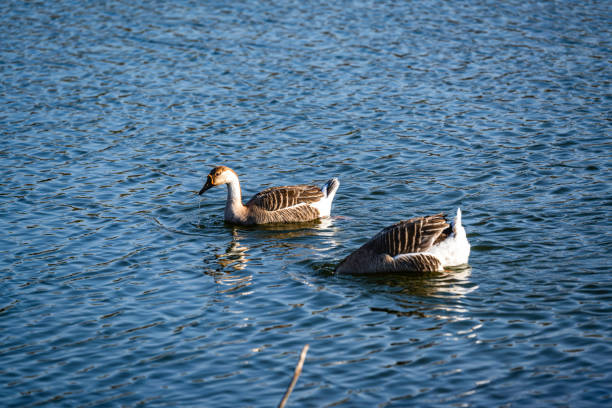 wild goose swimming in water