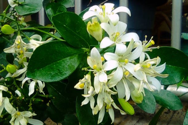 istock Yellow Flowers Bloom and Fragrant 1482940191