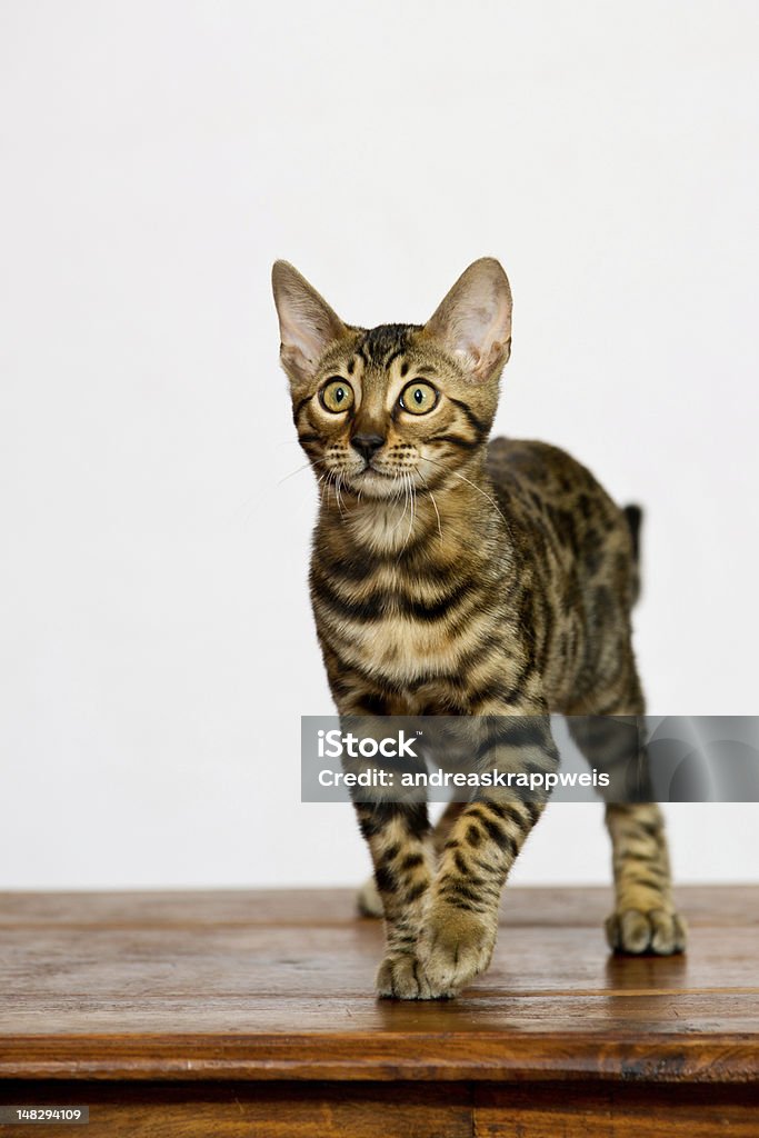 Bengal Cat walking towards the viewer A cute young Bengal Cat walking towards the Viewer, walking on Wood, white Background Animal Stock Photo