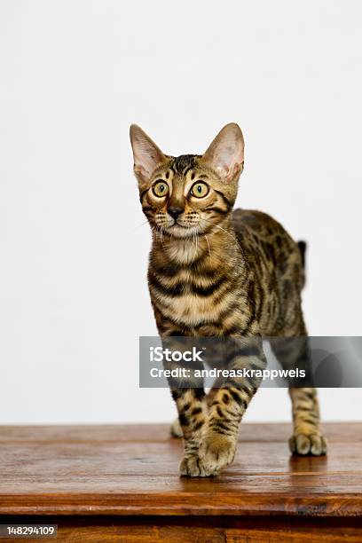 Bengal Cat Walking Towards The Viewer Stock Photo - Download Image Now - Animal, Bengal Cat - Purebred Cat, Cut Out