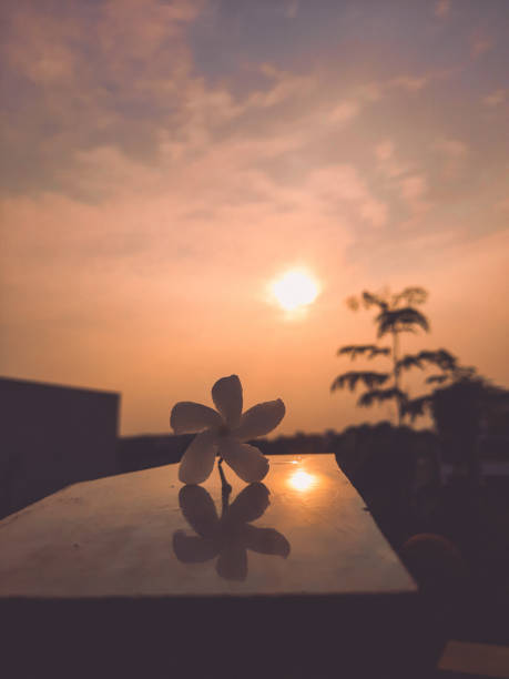 istock Plant On A Roof With Sunrise 1482944910