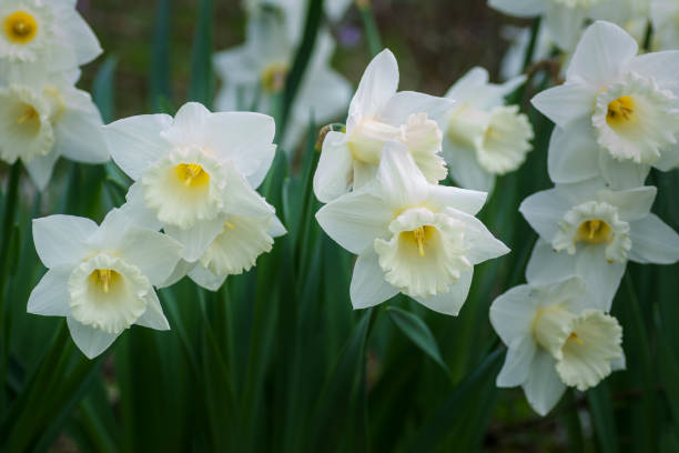 istock daffodils bloom in the garden in spring close-up 1482945157