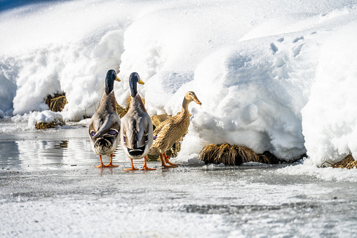 Group of wild duck on snowy frozen lake in winter close up