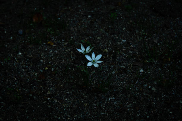 istock Pair of small white flowers on the ground 1482948443