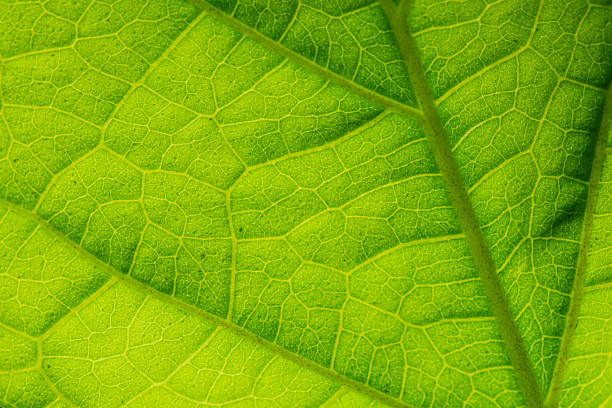 istock Green leaf veins textures for backgrounds and wallpaper. Texture background. Abstract background. Macro photography. Close up 1482949144