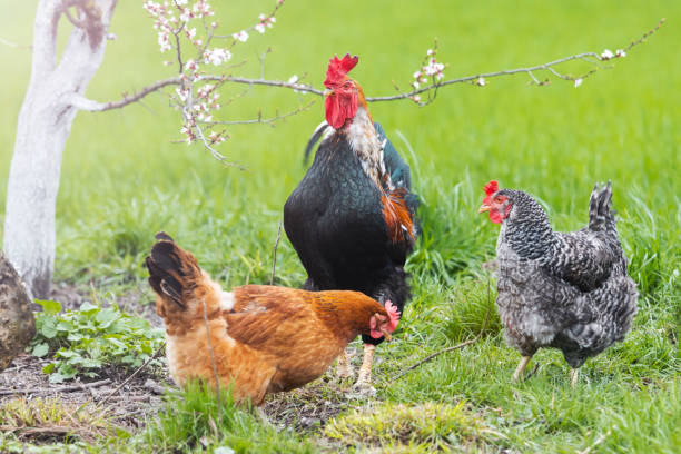 istock rooster and hens on the background of a flowering tree 1482950829