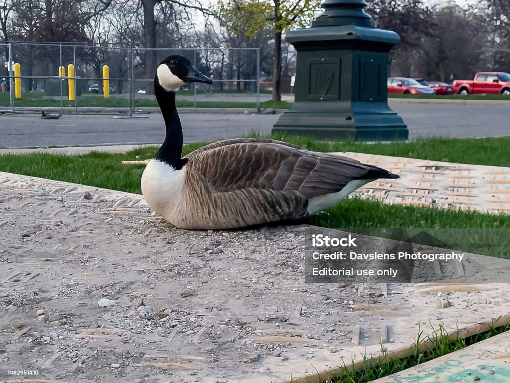 Building Canadian Goose Canada Goose On A Construction Panel Stock Photo - Download Image Now ...