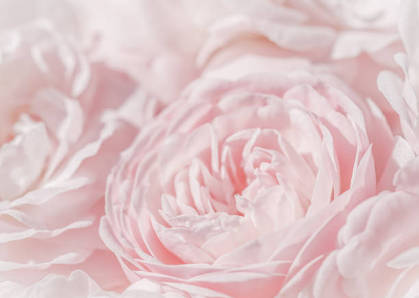 istock Pale pink roses. Soft focus. Macro flowers background for holiday design. 1482952807