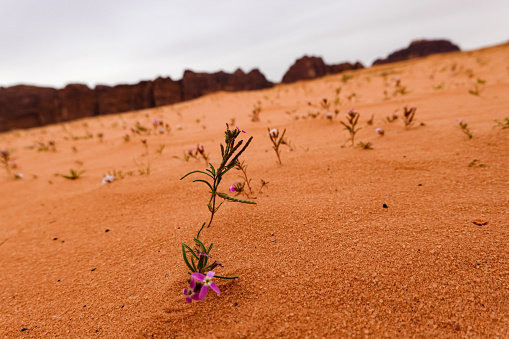 Wadi Rum, Jordan Malcolmia africana plants growing in the desert.
