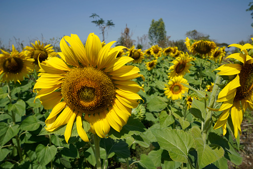 Flowering sunflower in the field. Sunflowers have abundant health benefits. Sunflower oil improves skin health and promote cell regeneration.