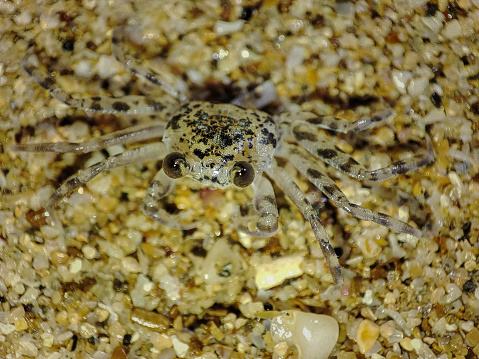 The Atlantic ghost crab, Ocypode quadrata, is a species of ghost crab.