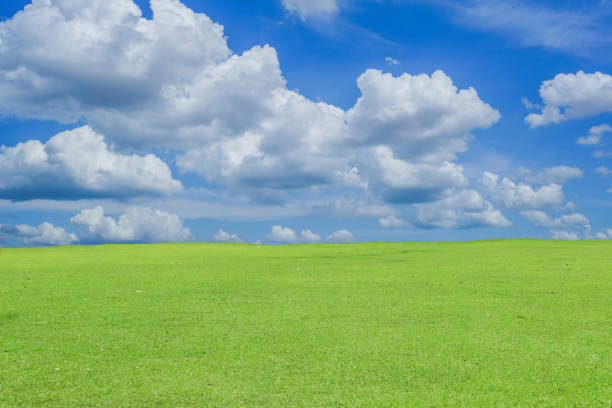 Green grass field on blue sky with cloud background. Green meadow under blue sky with clouds.