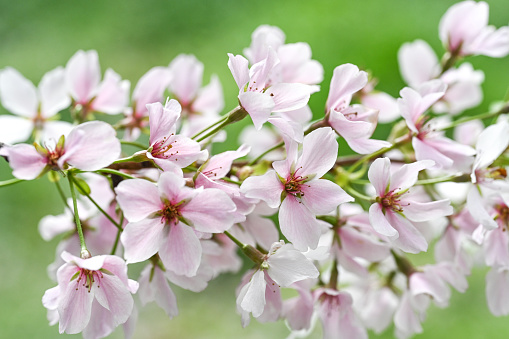 Cherry blossoms