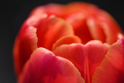Macro close up of red tulip