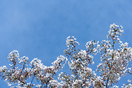 White spring beauty blossom background.