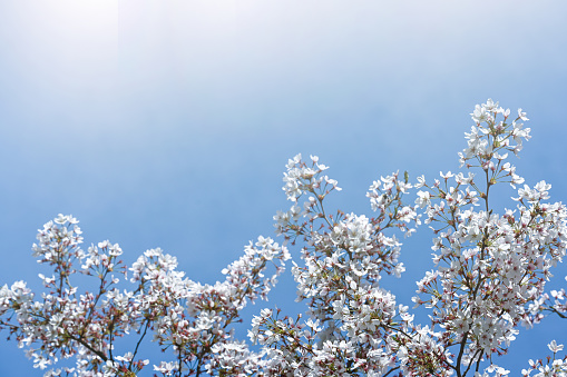 White elderflower clusters outlined against a cloudless late spring sky. Elderflower, the flower of the elder bush (Sambucus nigra), is a source for a traditional white wine, and a good source of vitamin C. Mitcham Common, Surrey, southern England.