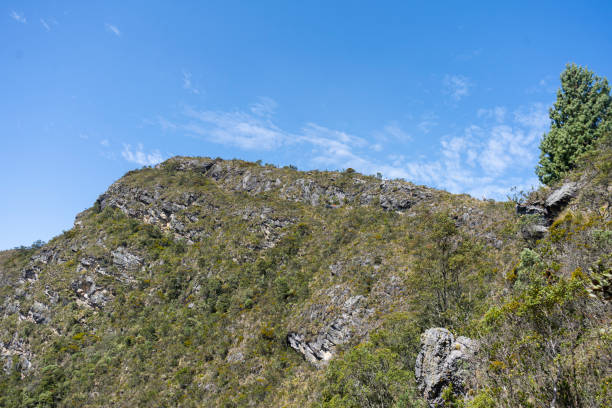 group of friends walking on the mountain, enjoying the landscape with their pets.