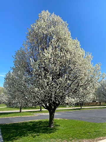 Bradford Pear tree