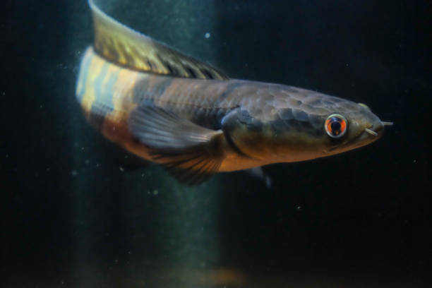 Channa maruliodes. Snakehead fish with red eye. giant snakehead stock pictures, royalty-free photos & images