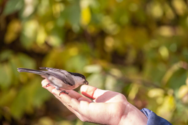 istock A willow tit sits on hand and eats seeds. Hungry bird willow tit eating seeds from a hand in winter or autumn 1482961423
