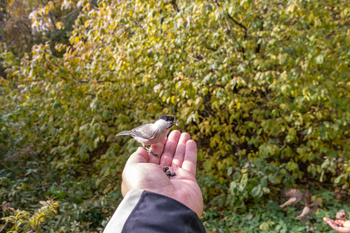 A willow tit sits on hand and eats seeds. Hungry bird willow tit eating seeds from a hand in winter or autumn. Caring for animals in winter or autumn.